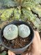 Lophophora Fricii Twin 5-6 cm 10 years old seed ownroot flower seedling ロフォフォラ　烏羽玉　仔吹き サボテン