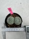 Lophophora Fricii Twin 5-6 cm 10 years old seed ownroot flower seedling ロフォフォラ　烏羽玉　仔吹き サボテン