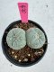 Lophophora Fricii Twin 5-6 cm 10 years old seed ownroot flower seedling ロフォフォラ　烏羽玉　仔吹き サボテン