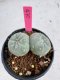 Lophophora Fricii Twin 5-6 cm 10 years old seed ownroot flower seedling ロフォフォラ　烏羽玉　仔吹き サボテン