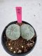 Lophophora Fricii Twin 5-6 cm 10 years old seed ownroot flower seedling ロフォフォラ　烏羽玉　仔吹き サボテン