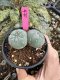 Lophophora Fricii Twin 5-6 cm 10 years old seed ownroot flower seedling ロフォフォラ　烏羽玉　仔吹き サボテン