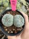 Lophophora Fricii Twin 5-6 cm 10 years old seed ownroot flower seedling ロフォフォラ　烏羽玉　仔吹き サボテン