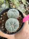 Lophophora Fricii Twin 5-6 cm 10 years old seed ownroot flower seedling ロフォフォラ　烏羽玉　仔吹き サボテン