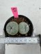 Lophophora Fricii Twin 5-6 cm 10 years old seed ownroot flower seedling ロフォフォラ　烏羽玉　仔吹き サボテン