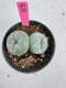 Lophophora Fricii Twin 5-6 cm 10 years old seed ownroot flower seedling ロフォフォラ　烏羽玉　仔吹き サボテン