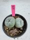 Lophophora Fricii Twin 5-6 cm 10 years old seed ownroot flower seedling ロフォフォラ　烏羽玉　仔吹き サボテン