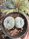 Lophophora Fricii Twin 5-6 cm 10 years old seed ownroot flower seedling ロフォフォラ　烏羽玉　仔吹き サボテン