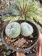 Lophophora Fricii Twin 5-6 cm 10 years old seed ownroot flower seedling ロフォフォラ　烏羽玉　仔吹き サボテン