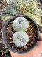 Lophophora Fricii Twin 5-6 cm 10 years old seed ownroot flower seedling ロフォフォラ　烏羽玉　仔吹き サボテン