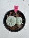 Lophophora Fricii Twin 5-6 cm 10 years old seed ownroot flower seedling ロフォフォラ　烏羽玉　仔吹き サボテン