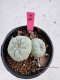 Lophophora Fricii Twin 5-6 cm 10 years old seed ownroot flower seedling ロフォフォラ　烏羽玉　仔吹き サボテン