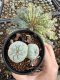 Lophophora Fricii Twin 5-6 cm 10 years old seed ownroot flower seedling ロフォフォラ　烏羽玉　仔吹き サボテン