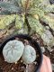 Lophophora Fricii Twin 5-6 cm 10 years old seed ownroot flower seedling ロフォフォラ　烏羽玉　仔吹き サボテン