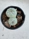 Lophophora Fricii Twin 5-6 cm 10 years old seed ownroot flower seedling ロフォフォラ　烏羽玉　仔吹き サボテン