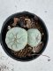 Lophophora Fricii Twin 5-6 cm 10 years old seed ownroot flower seedling ロフォフォラ　烏羽玉　仔吹き サボテン