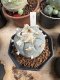 Lophophora Williamsii 6-7 cm 10 years old seed ownroot flower seedling ロフォフォラ　烏羽玉　仔吹き サボテン