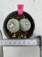 Lophophora Fricii Twin 5-6 cm 10 years old seed ownroot flower seedling ロフォフォラ　烏羽玉　仔吹き サボテン