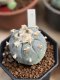 Lophophora Williamsii 6-7 cm 10 years old seed ownroot flower seedling ロフォフォラ　烏羽玉　仔吹き サボテン