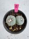 Lophophora Fricii Twin 5-6 cm 10 years old seed ownroot flower seedling ロフォフォラ　烏羽玉　仔吹き サボテン