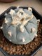 Lophophora Williamsii 6-7 cm 10 years old seed ownroot flower seedling ロフォフォラ　烏羽玉　仔吹き サボテン