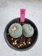 Lophophora Fricii Twin 5-6 cm 10 years old seed ownroot flower seedling ロフォフォラ　烏羽玉　仔吹き サボテン