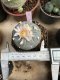 Lophophora Williamsii 6-7 cm 10 years old seed ownroot flower seedling ロフォフォラ　烏羽玉　仔吹き サボテン