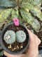 Lophophora Fricii Twin 5-6 cm 10 years old seed ownroot flower seedling ロフォフォラ　烏羽玉　仔吹き サボテン