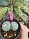 Lophophora Fricii Twin 5-6 cm 10 years old seed ownroot flower seedling ロフォフォラ　烏羽玉　仔吹き サボテン