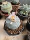 Lophophora Williamsii 6-7 cm 10 years old seed ownroot flower seedling ロフォフォラ　烏羽玉　仔吹き サボテン