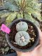 Lophophora Fricii Twin 5-6 cm 10 years old seed ownroot flower seedling ロフォフォラ　烏羽玉　仔吹き サボテン