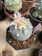 Lophophora Williamsii 6-7 cm 10 years old seed ownroot flower seedling ロフォフォラ　烏羽玉　仔吹き サボテン