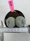 Lophophora Fricii Twin 5-6 cm 10 years old seed ownroot flower seedling ロフォフォラ　烏羽玉　仔吹き サボテン