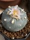 Lophophora Williamsii 6-7 cm 10 years old seed ownroot flower seedling ロフォフォラ　烏羽玉　仔吹き サボテン