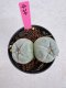 Lophophora Fricii Twin 5-6 cm 10 years old seed ownroot flower seedling ロフォフォラ　烏羽玉　仔吹き サボテン