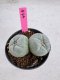 Lophophora Fricii Twin 5-6 cm 10 years old seed ownroot flower seedling ロフォフォラ　烏羽玉　仔吹き サボテン