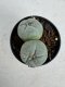 Lophophora Fricii Twin 5-6 cm 10 years old seed ownroot flower seedling ロフォフォラ　烏羽玉　仔吹き サボテン