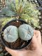 Lophophora Fricii Twin 5-6 cm 10 years old seed ownroot flower seedling ロフォフォラ　烏羽玉　仔吹き サボテン