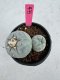 Lophophora Fricii Twin 5-6 cm 10 years old seed ownroot flower seedling ロフォフォラ　烏羽玉　仔吹き サボテン