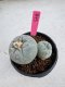 Lophophora Fricii Twin 5-6 cm 10 years old seed ownroot flower seedling ロフォフォラ　烏羽玉　仔吹き サボテン