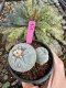 Lophophora Fricii Twin 5-6 cm 10 years old seed ownroot flower seedling ロフォフォラ　烏羽玉　仔吹き サボテン