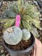 Lophophora Fricii Twin 5-6 cm 10 years old seed ownroot flower seedling ロフォフォラ　烏羽玉　仔吹き サボテン