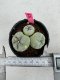 Lophophora Fricii Twin 5-6 cm 10 years old seed ownroot flower seedling ロフォフォラ　烏羽玉　仔吹き サボテン