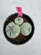 Lophophora Fricii Twin 5-6 cm 10 years old seed ownroot flower seedling ロフォフォラ　烏羽玉　仔吹き サボテン