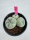 Lophophora Fricii Twin 5-6 cm 10 years old seed ownroot flower seedling ロフォフォラ　烏羽玉　仔吹き サボテン