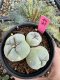 Lophophora Fricii Twin 5-6 cm 10 years old seed ownroot flower seedling ロフォフォラ　烏羽玉　仔吹き サボテン