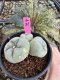 Lophophora Fricii Twin 5-6 cm 10 years old seed ownroot flower seedling ロフォフォラ　烏羽玉　仔吹き サボテン