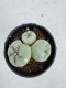 Lophophora Fricii Twin 5-6 cm 10 years old seed ownroot flower seedling ロフォフォラ　烏羽玉　仔吹き サボテン