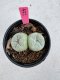 Lophophora Fricii Twin 5-6 cm 10 years old seed ownroot flower seedling ロフォフォラ　烏羽玉　仔吹き サボテン