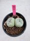 Lophophora Fricii Twin 5-6 cm 10 years old seed ownroot flower seedling ロフォフォラ　烏羽玉　仔吹き サボテン